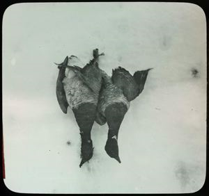 Image of Two Brant, Dead, Hanging Up